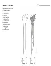 Anika Thomas (Student) - 3 Anatomy of a Long Bone.pptx