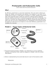 Prokaryote and Eukaryote Cells