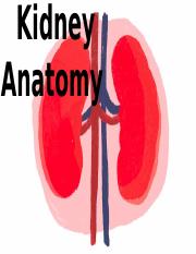 Kidney_anatomy_notes.pptx