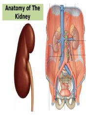 240939574-Anatomy-of-Kidney.ppt