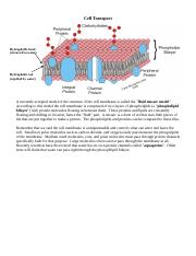 BioPreview (1).doc