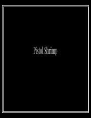 Pistol Shrimp (Snapping Shrimp).pdf