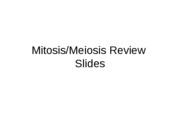 extra mitosis slides