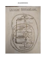 Final Draft Cellular Respiration -CH.docx