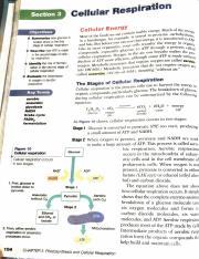Cellular Respiration Honors Reading.pdf