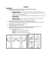 muscular homework.pdf