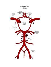 Circle of willis Labeled 1-17-12.doc