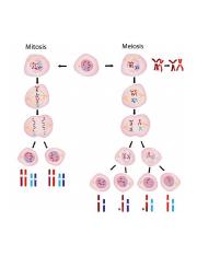 mitosis-vs-meiosis.jpg