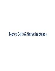 1 - Nerve Cells & Nerve Impulses Fall 2019.pptx