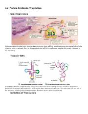 6.2 Protein Synthesis Figures- Translation.pdf