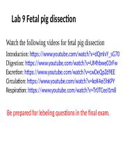 Pig  dissection review slides.pptx