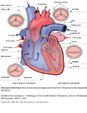 Labeling Structures of the Heart Diagram.pdf