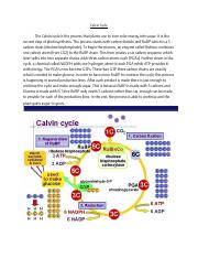 Calvin Cycle.pdf