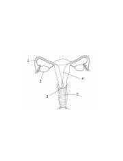 Female-reproductive-system-diagram-labeled-894.jpeg