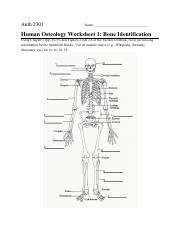 Worksheet- Fuentes Osteology Q.pdf