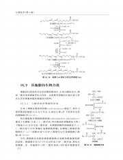 2132215_生物化学（第4版）_388.pdf