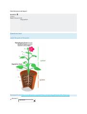 Plant Structure Lab Report.docx