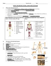 Skeletal_System-Structure__Function_Notes.docx
