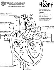 heart-diagram-unlabeled-i5 | Course Hero