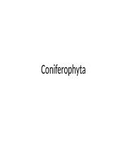 Coniferophyta.pptx