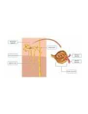 overview of the anatomy of the nephron.PNG
