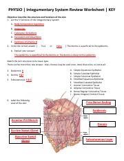 Integumentary System Review Worksheet KEY _PHYSIO_