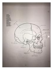 Skeletal Lab Page 18.jpg