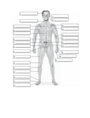 Chapter 4- Skeletal labeling assignment.docx