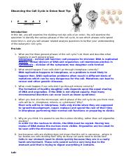 cell cycle in onion roots lab key.docx