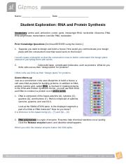Rna Protein Synthesis Gizmo Completeddocx - Name Date Student Exploration Rna And Protein Synthesis Vocabulary Amino Acid Anticodon Codon Gene Course Hero