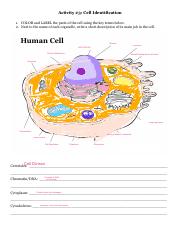 Anth 301 - Activity 3 Cell Identification.pdf