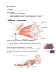 Skeletal Muscles.docx