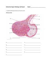 Endocrine System Histology Lab Report (1).docx