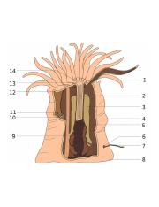 Anemone Diagram.PNG