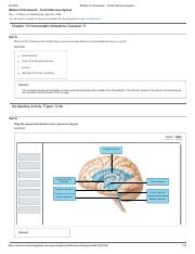 Module 10 Homework - Central Nervous System.pdf