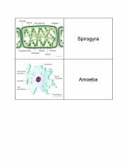 Biology Cell Pictures.pdf