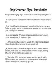 CL_StripSequence_SignalTransduction.docx
