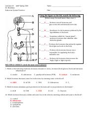 Lab Quiz #2 Endocrine System Function 2019 - ANSWERS.docx