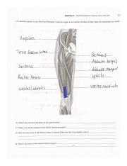 EXERCISE 14 Appendicular Muscles 2: Muscles of the Lower Limb.pdf