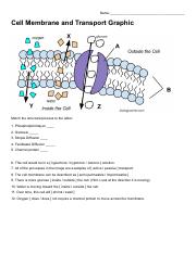 Cell Transport Graphic.pdf