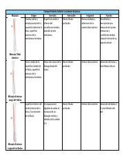 A42 -Tablas de músculos de Pierna y Pie.pdf