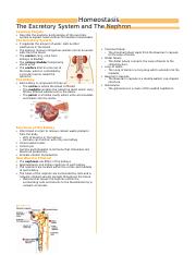 Lesson 4 - The Excretory System & The Nephron.docx