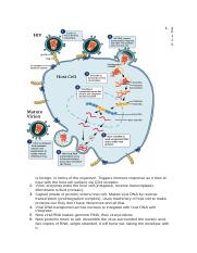 HIV cycle.docx